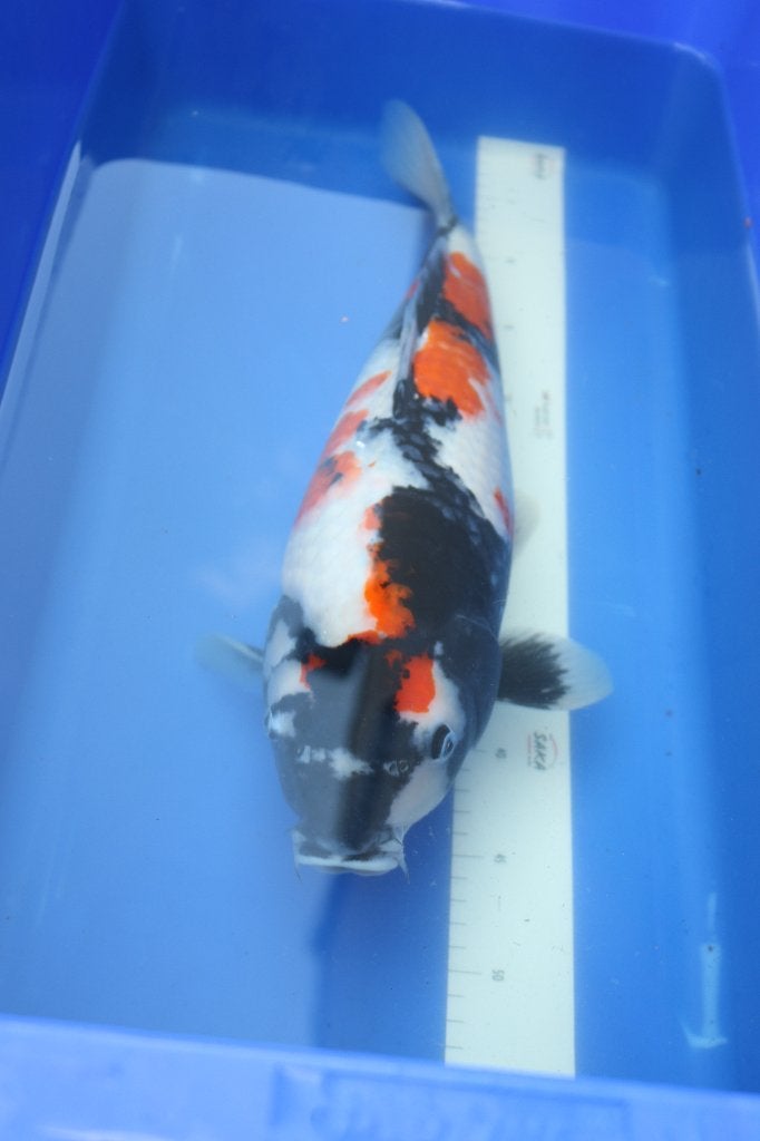 Showa koi avec du potentiel, Animaux & Accessoires, Carpe ou Koï