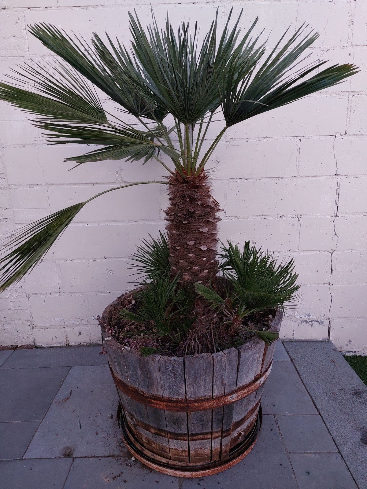 palmboom 1m hoog, Ophalen