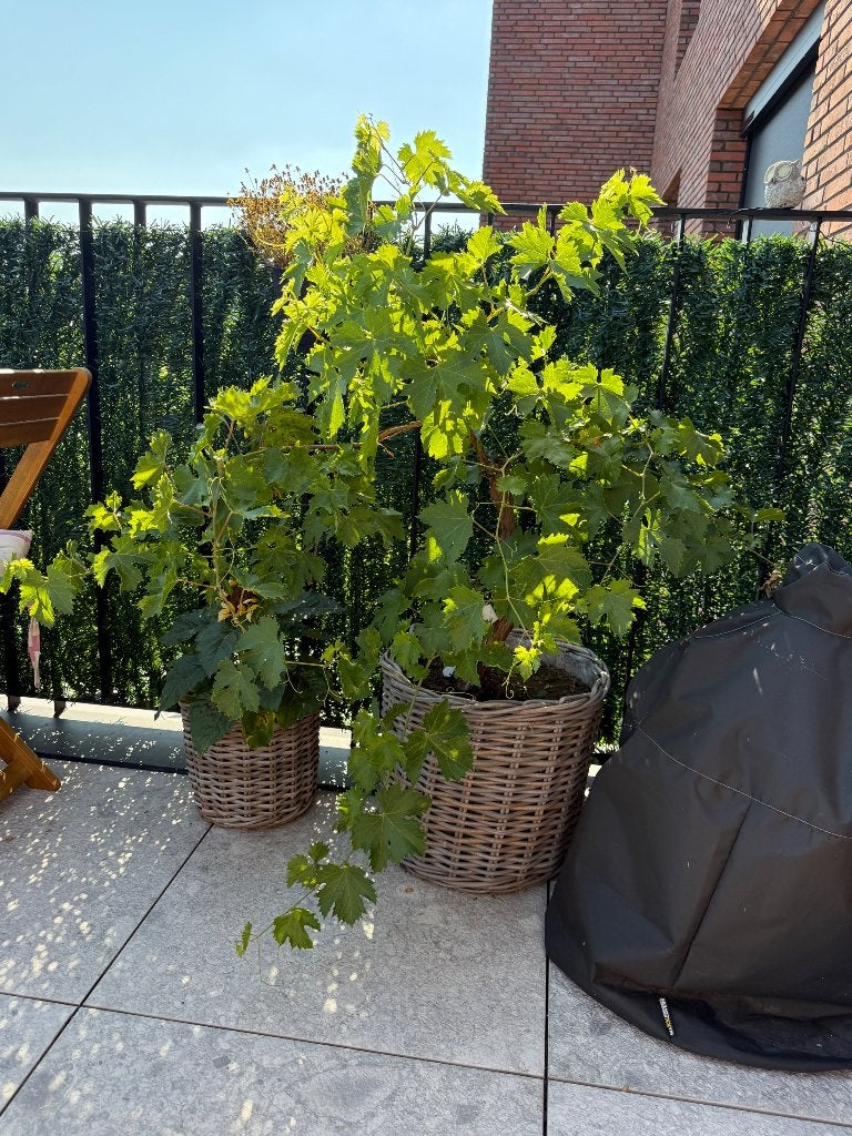 Druivelaar, Tuin en Terras, Ophalen, Overige soorten