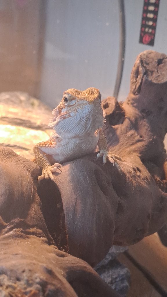 Baardgaam, Dieren en Toebehoren, Overige soorten, Met terrarium, 0 tot 2 jaar