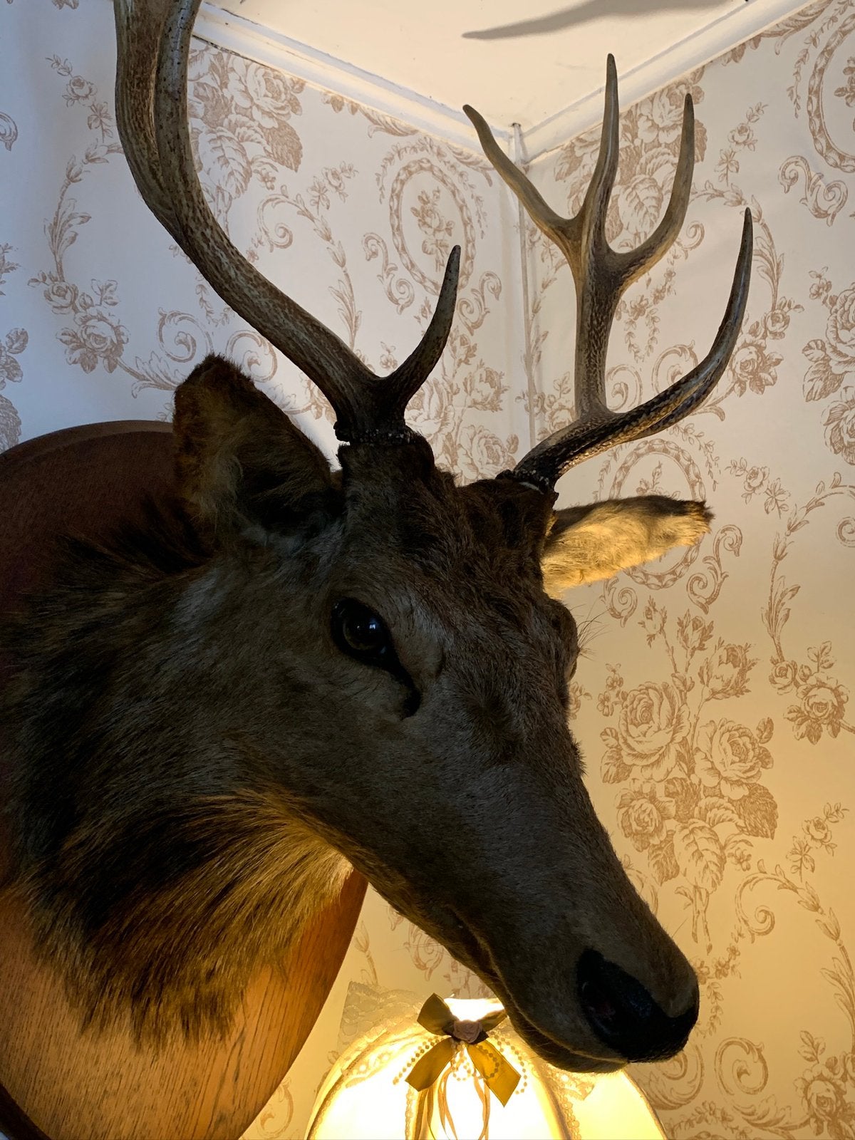 Tête, Collections, Collections Animaux, Enlèvement ou Envoi, Comme neuf, Cerf