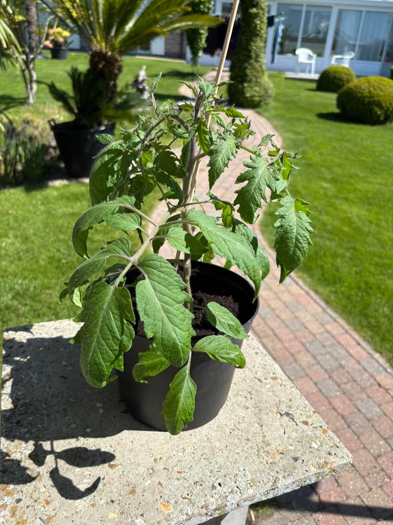 🌱Sterke tomatenplantjes - Coeur de Boeuf & San Marzano🍅, Ophalen, Zomer