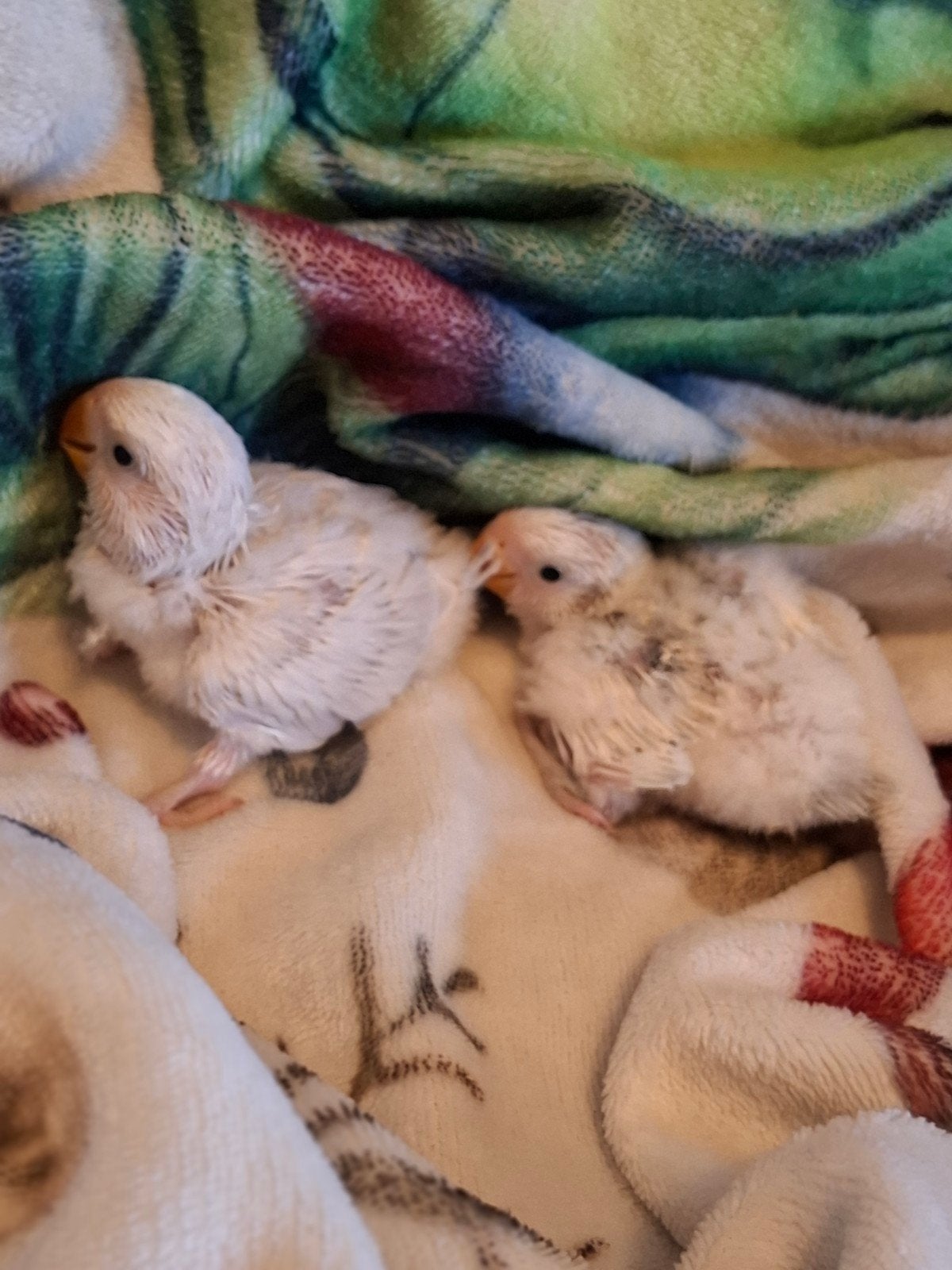 agapornis babys handtam, Dieren en Toebehoren