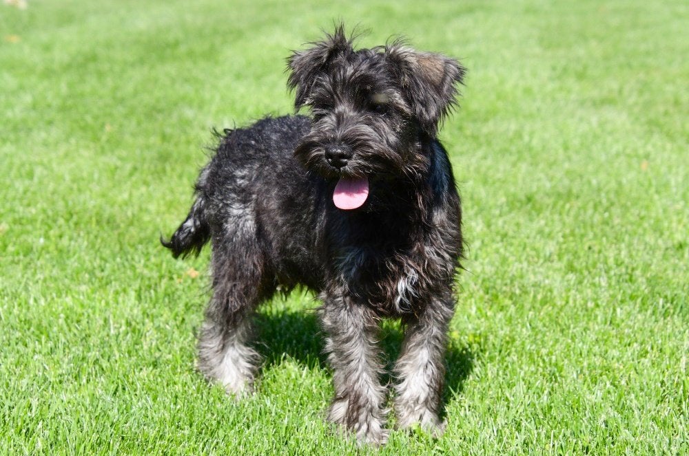 Dwergschnauzer pups te koop, Dieren en Toebehoren, 15 weken tot 1 jaar, Buitenland, Parvo, Meerdere