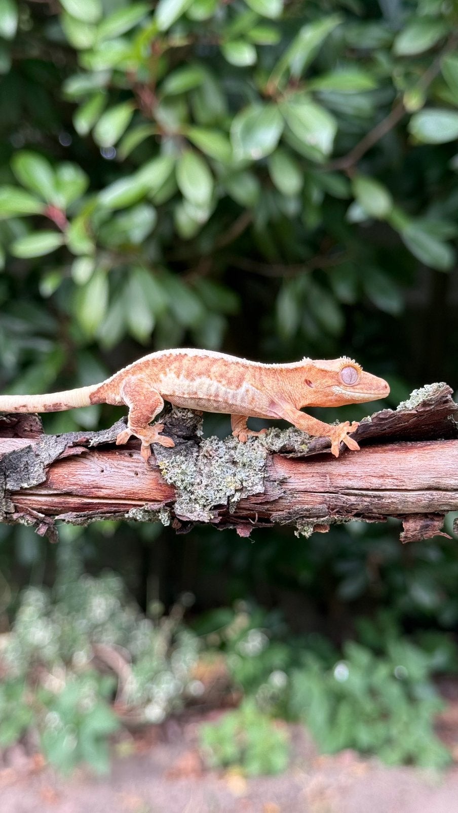 Wimpergekko 0.0.1, Dieren en Toebehoren