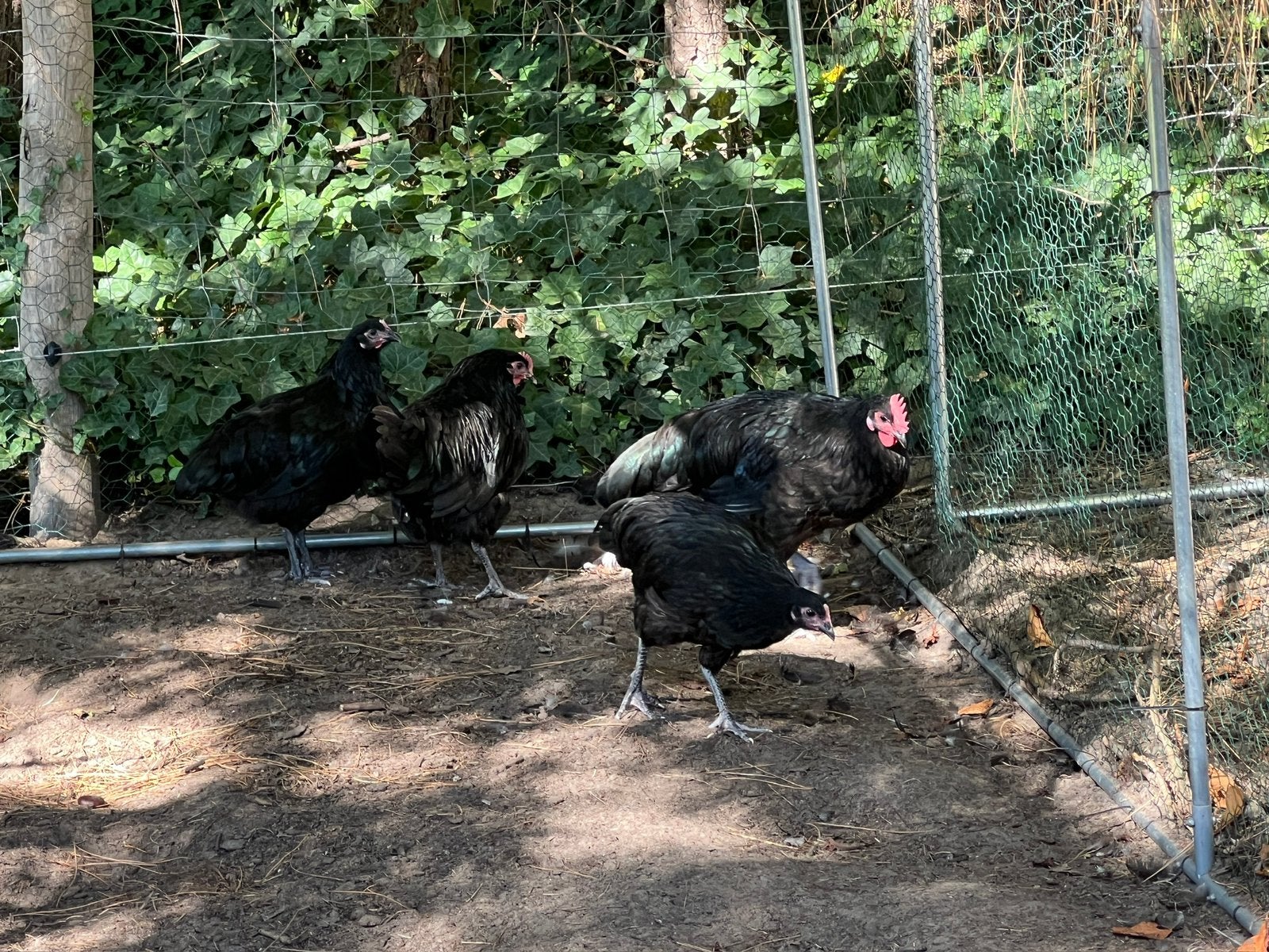 Australorp kippen en hanen te koop, Dieren en Toebehoren, Kip
