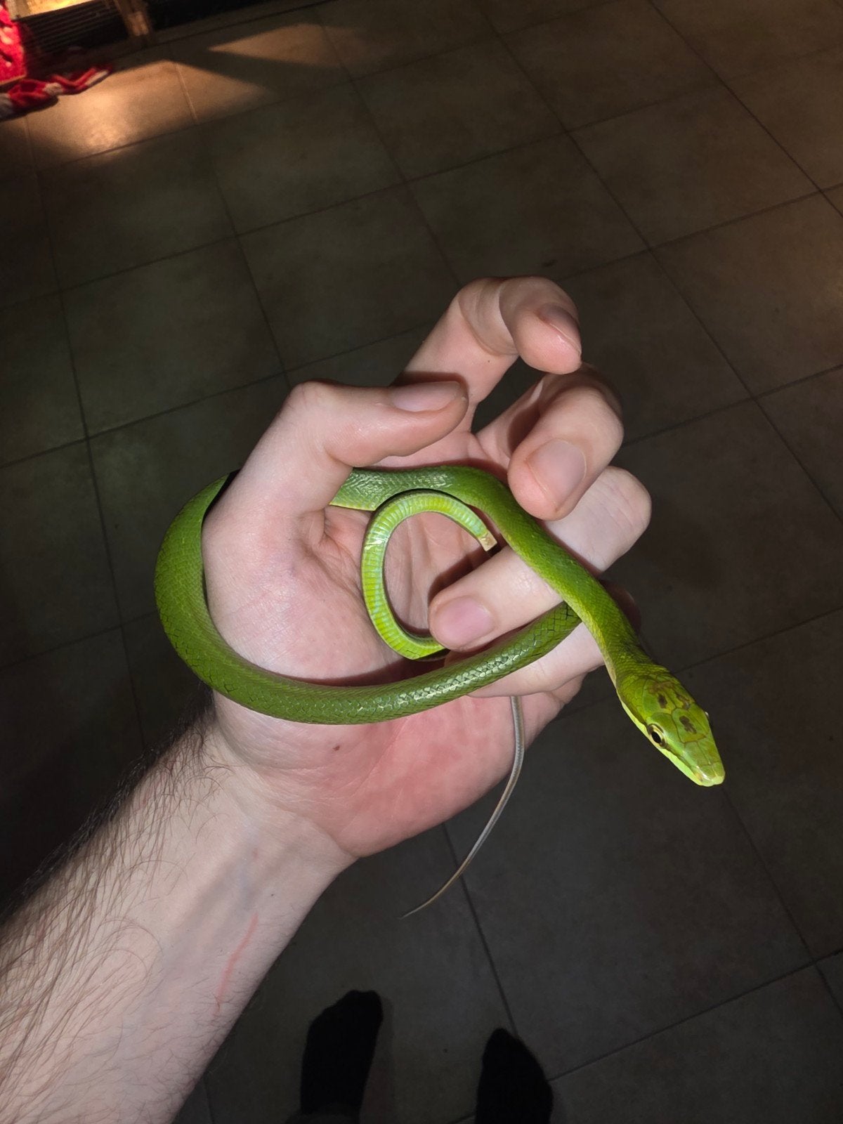 1.1 Gonyosoma Oxycephalum NC26, Serpent, 0 à 2 ans