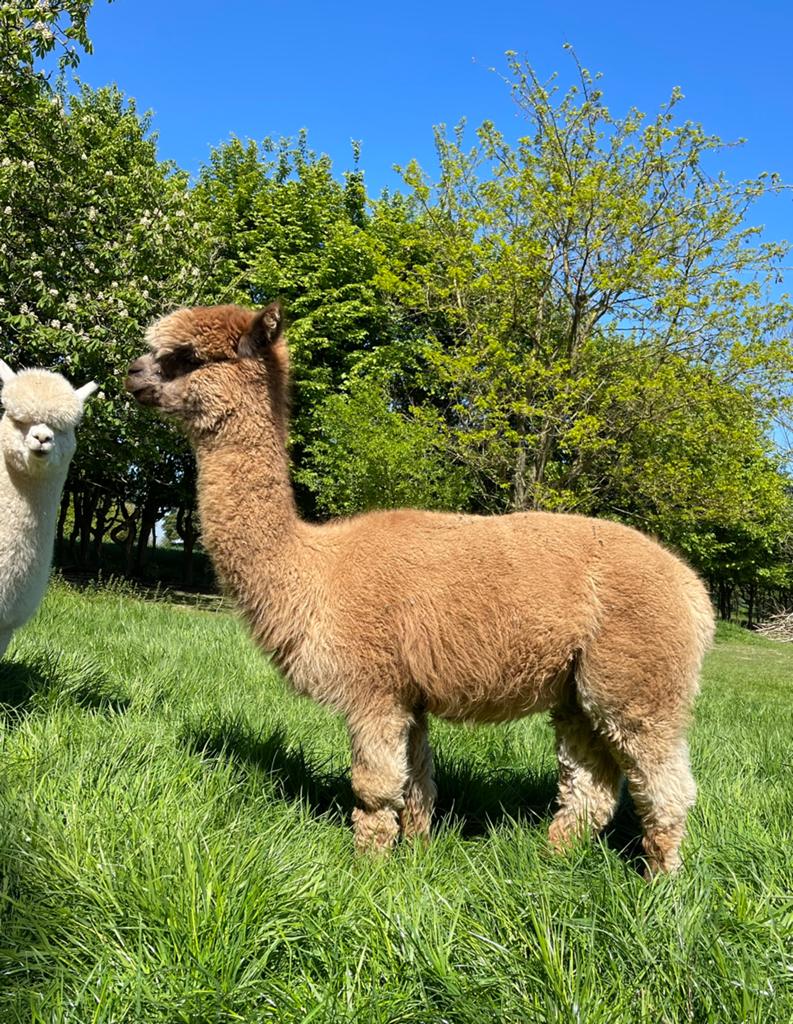 19 prachtige alpaca stamboek fokmerries uit topbloedlijnen, Dieren en Toebehoren, Overige Dieren, September, Meerdere dieren