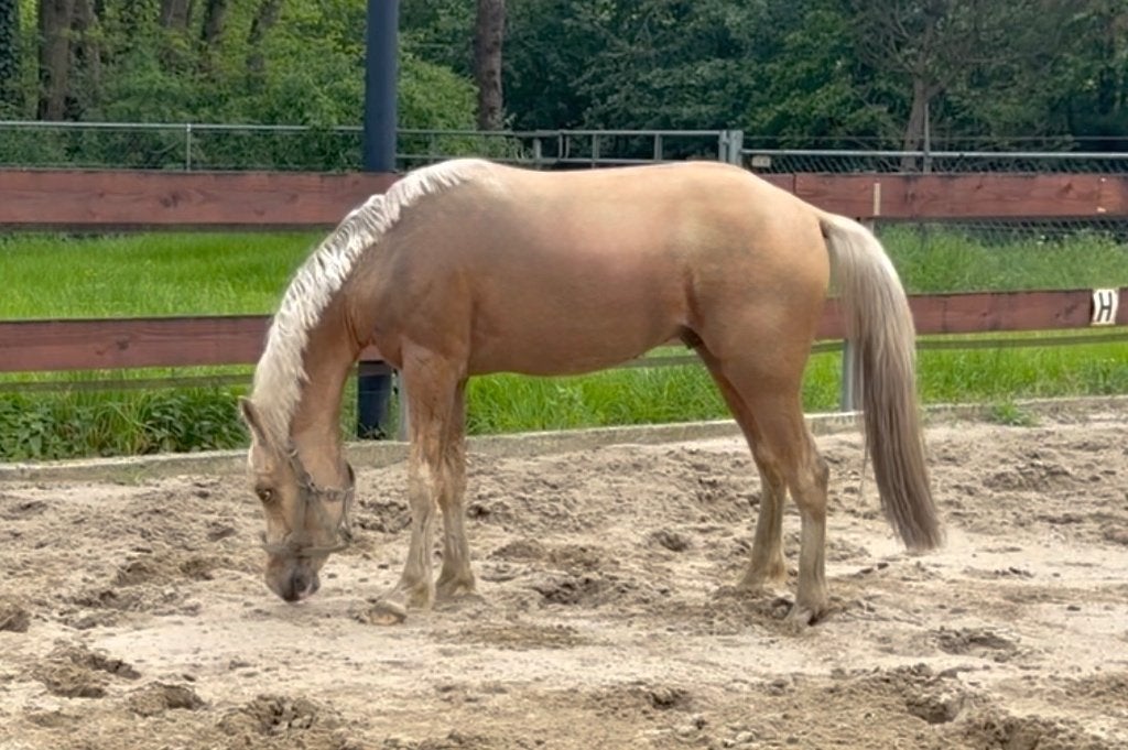 2 jarige (2024) palomino D-pony NRPS hengst allrounder, Animaux & Accessoires, Poneys, Étalon, Ne s'applique pas, Poney D (1.37 m à 1.48m)