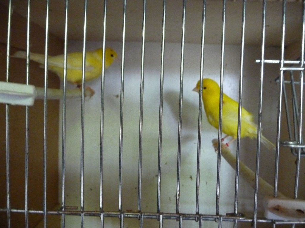 kanaries, Dieren en Toebehoren, Vogels | Kanaries, Meerdere dieren, Zangkanarie