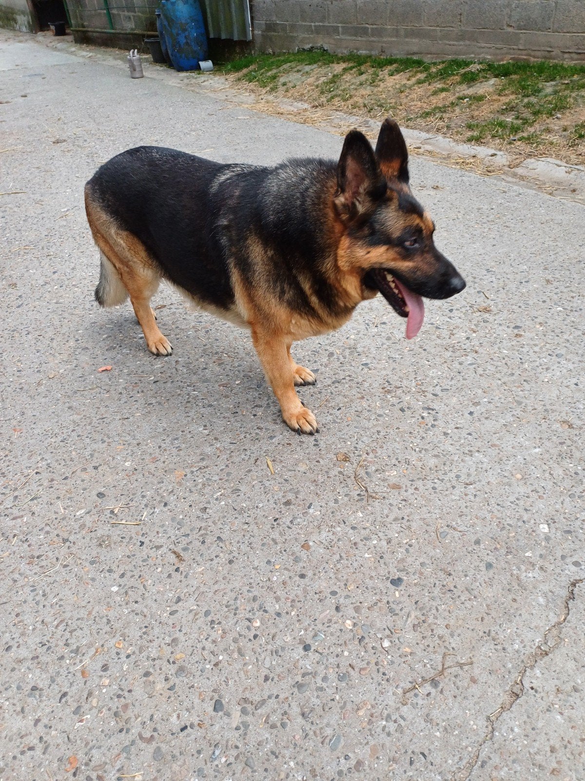 Duitse herder teefje, Dieren en Toebehoren, Honden | Herdershonden en Veedrijvers, 6 jaar of ouder, Parvo, België, Teef