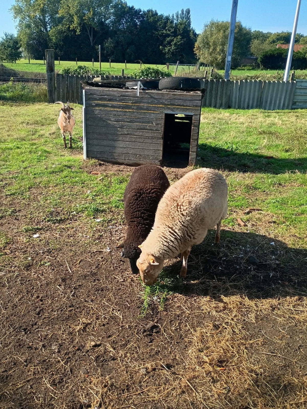 Lammeren bokken, ooien 9maand, Dieren en Toebehoren
