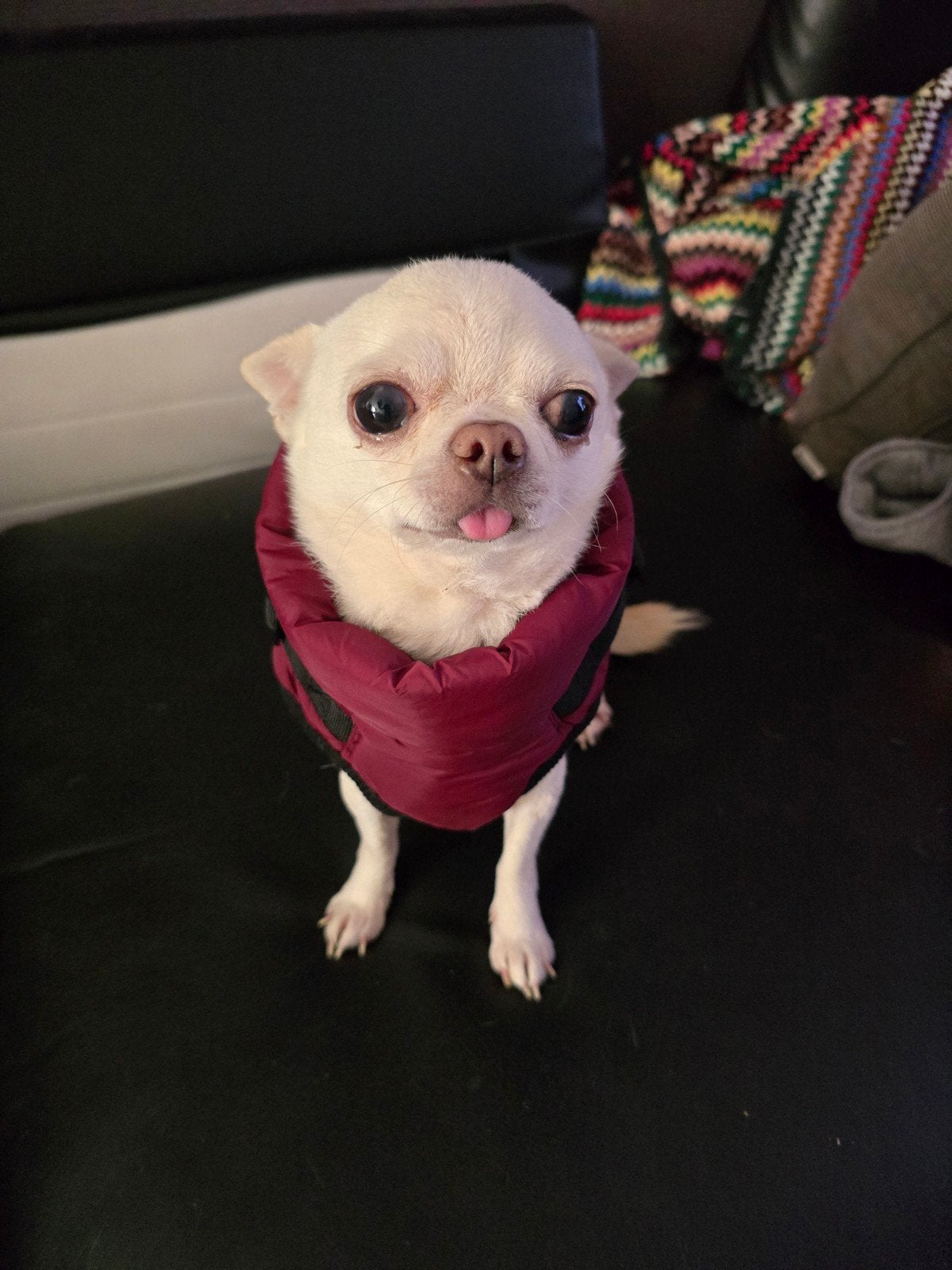 hondenjasje bodywarmer, Dieren en Toebehoren, Trixie, S, Hondenbodywarmer, Ophalen of Verzenden