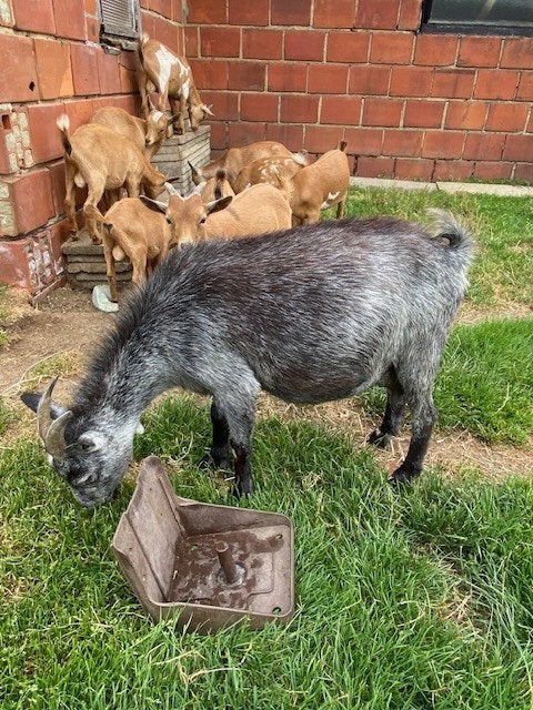 Blauwschimmel dwerggeitje, Dieren en Toebehoren, Schapen, Geiten en Varkens, Vrouwelijk, Geit, 3 tot 5 jaar