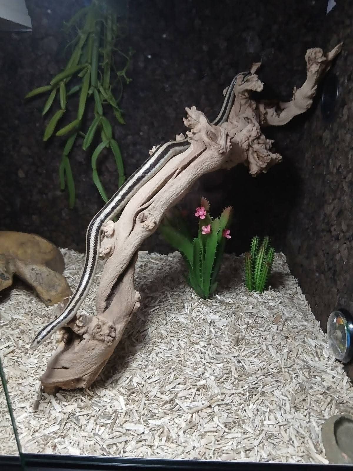 Rosy Boa San Ignacio 2024 Mannetje, Animaux & Accessoires, Serpent, Avec terrarium, 0 à 2 ans