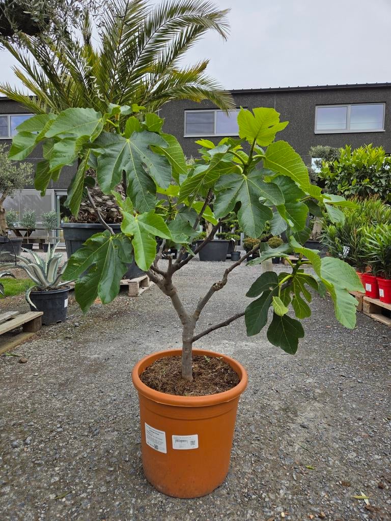 Vijgenstruik Ficus Carica 'Bordeaux', Enlèvement