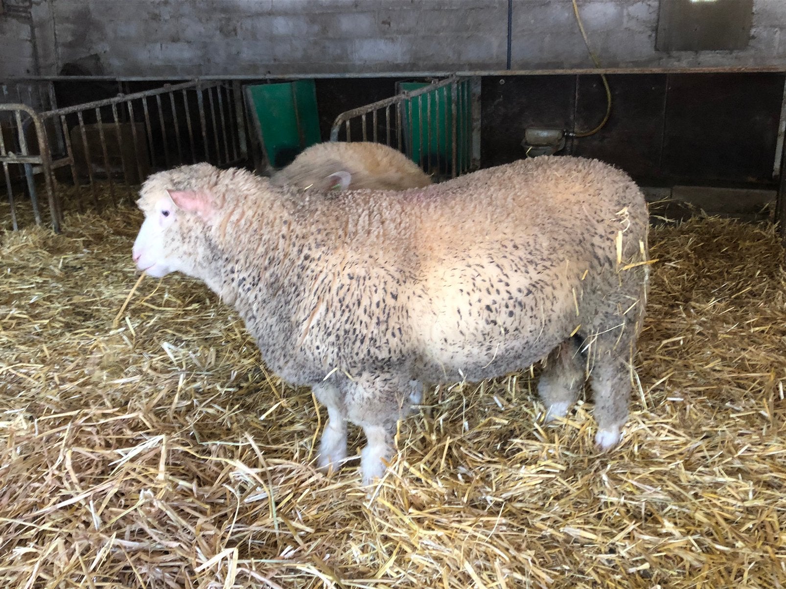Poll dorset ram, Dieren en Toebehoren, Mannelijk, Schaap, 0 tot 2 jaar