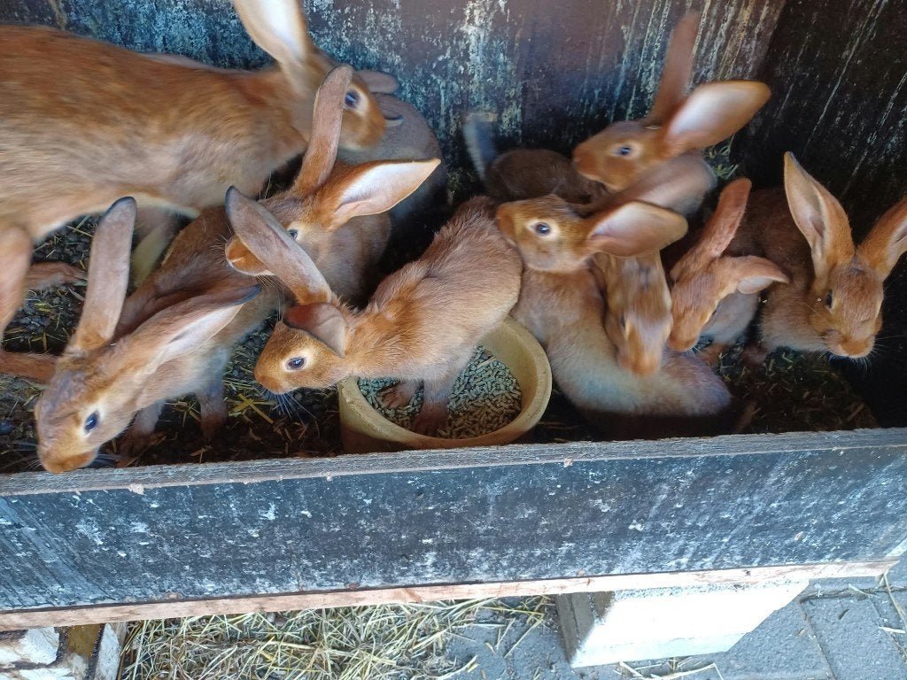 Raszuivere belgische haasjes, Plusieurs animaux, Grand, 0 à 2 ans
