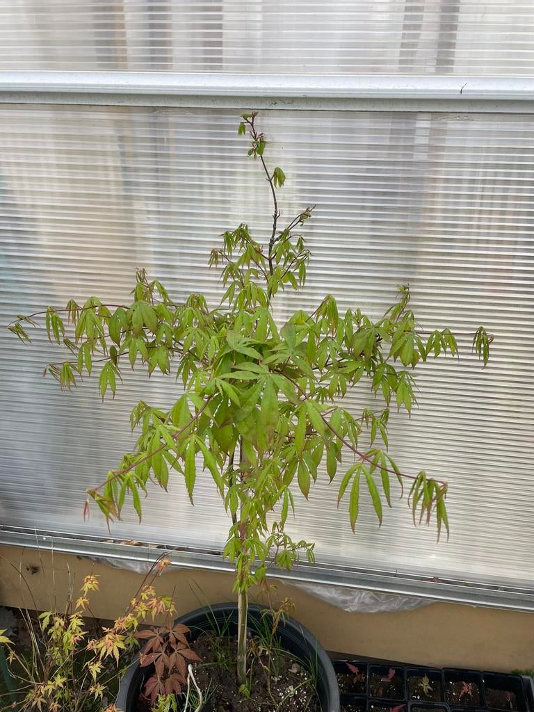 Acer palmatum, Tuin en Terras, Ophalen