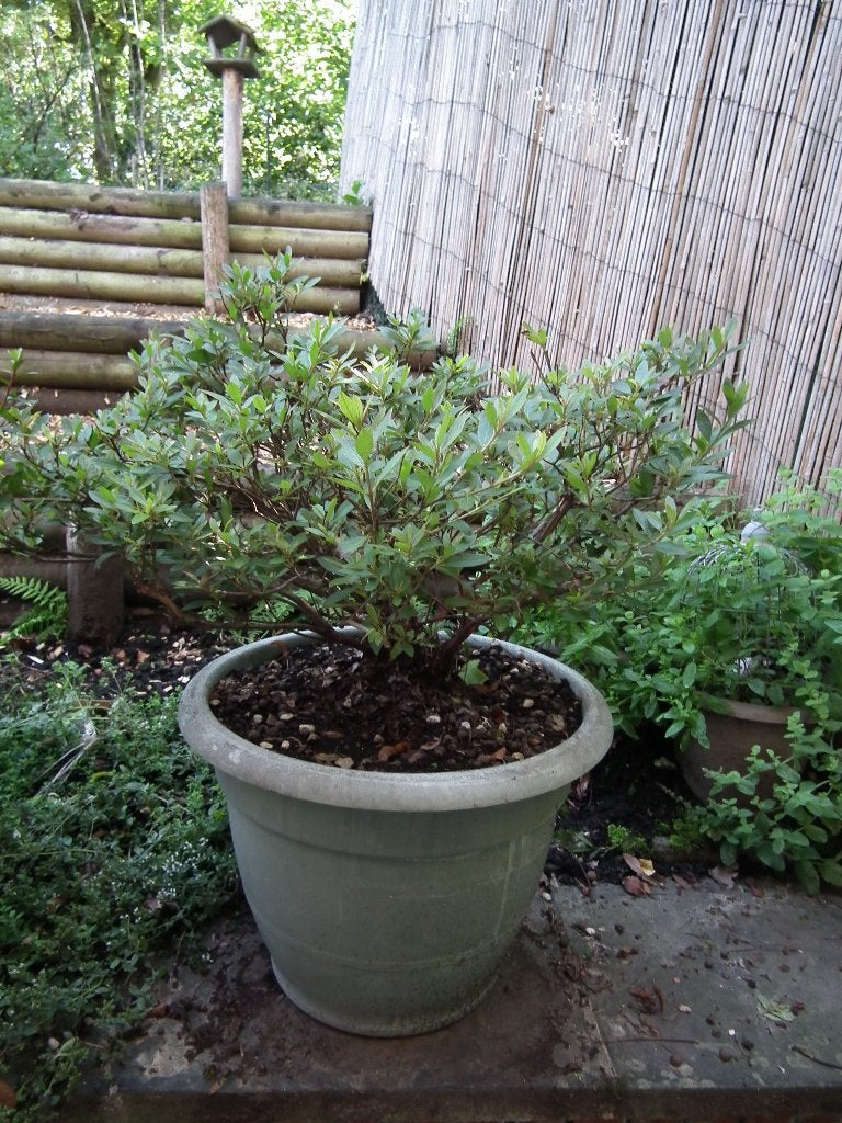 Azalée Japonica "Rose" (hauteur 90 cm) Avec le pot., Enlèvement, Autres espèces, Arbuste, Moins de 100 cm