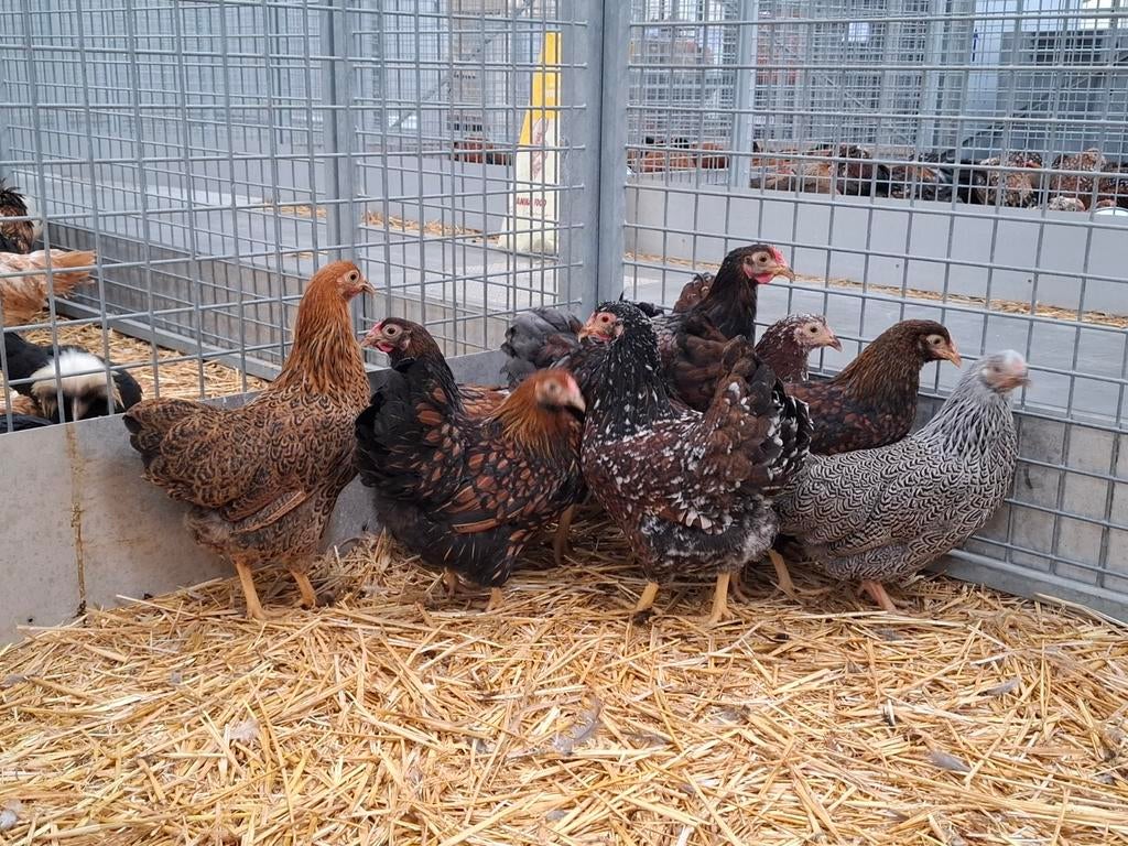 Wyandotte kippen in vele verschillende kleuren sierkippen, Dieren en Toebehoren, Meerdere dieren, Kip