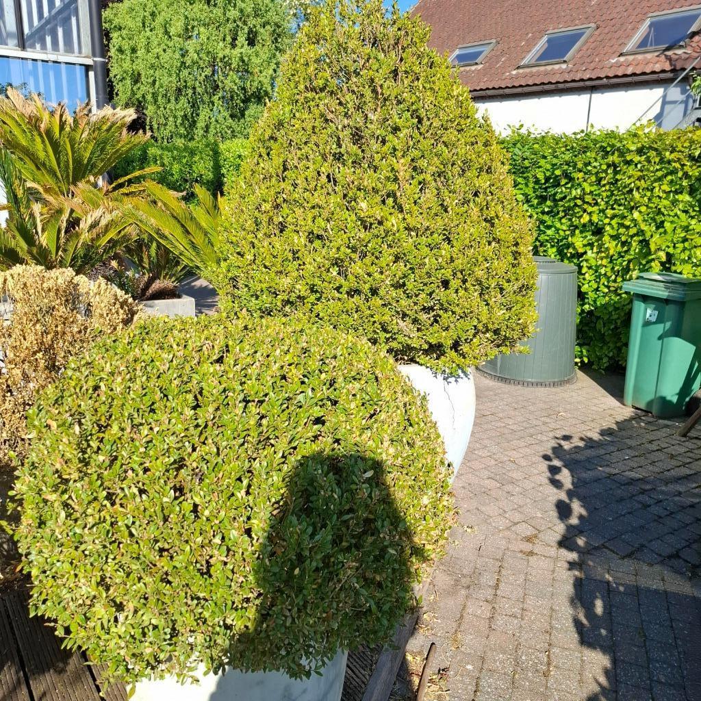 Grote buxusplanten met potten. Ophalen Wechelderzande, Ophalen, In pot, Overige soorten, 100 tot 250 cm
