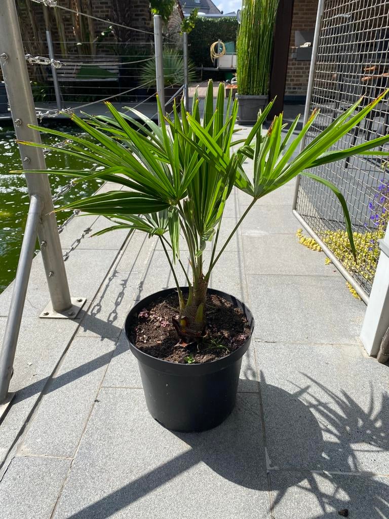 Tropische planten, Enlèvement