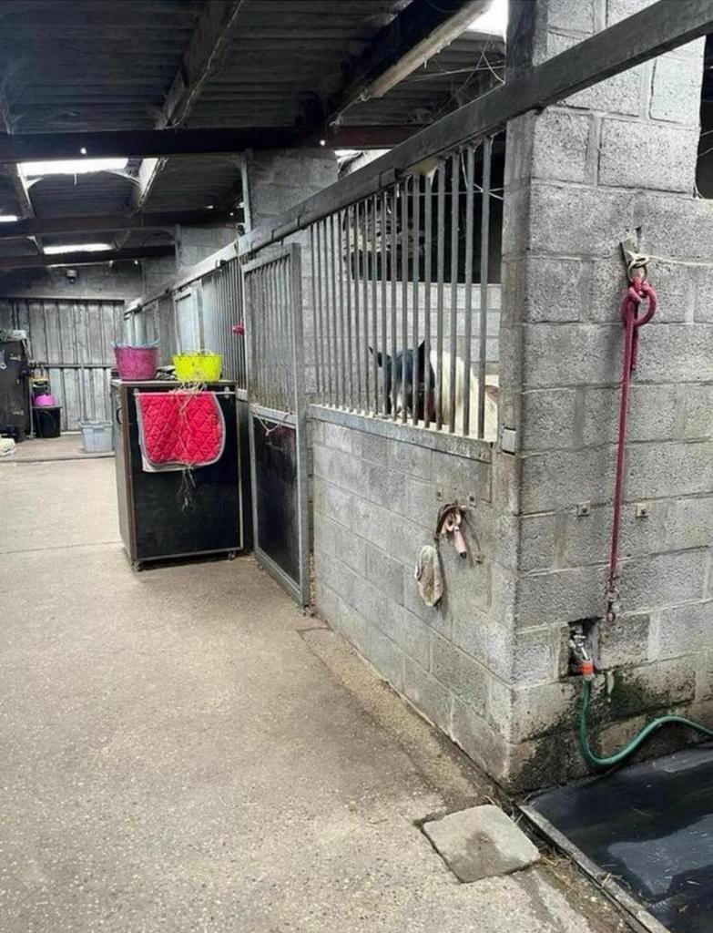 Paardenstal met weidegang te huur in Londerzeel -€65/maand!, Weidegang