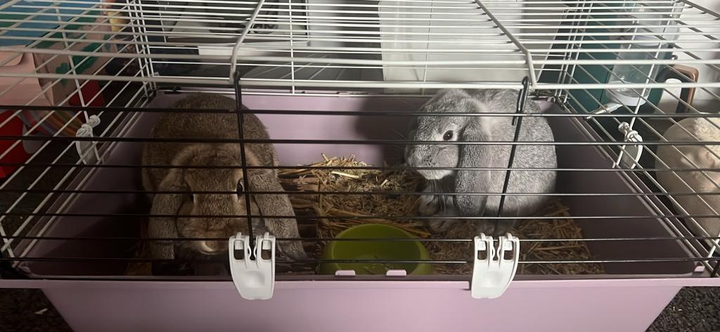 Hangoor konijn te koop ( grijs mannetje), Dieren en Toebehoren, Konijnen, Meerdere dieren, Klein, Hangoor, 0 tot 2 jaar