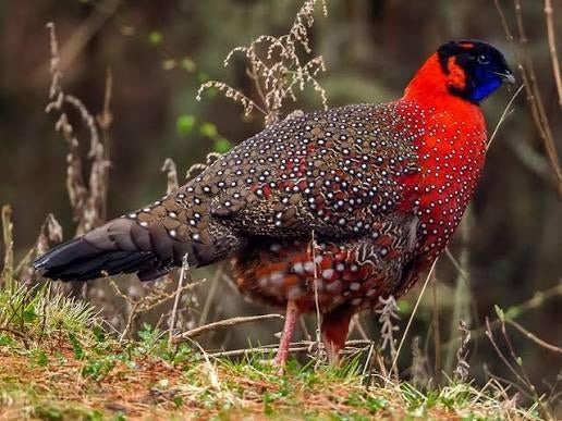 Gezocht tragopan satyr haan en kuifkwarteld