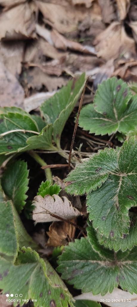 Aardbeiplanten, Tuin en Terras, Planten | Tuinplanten, Ophalen, Volle zon, Vaste plant, Fruitplanten