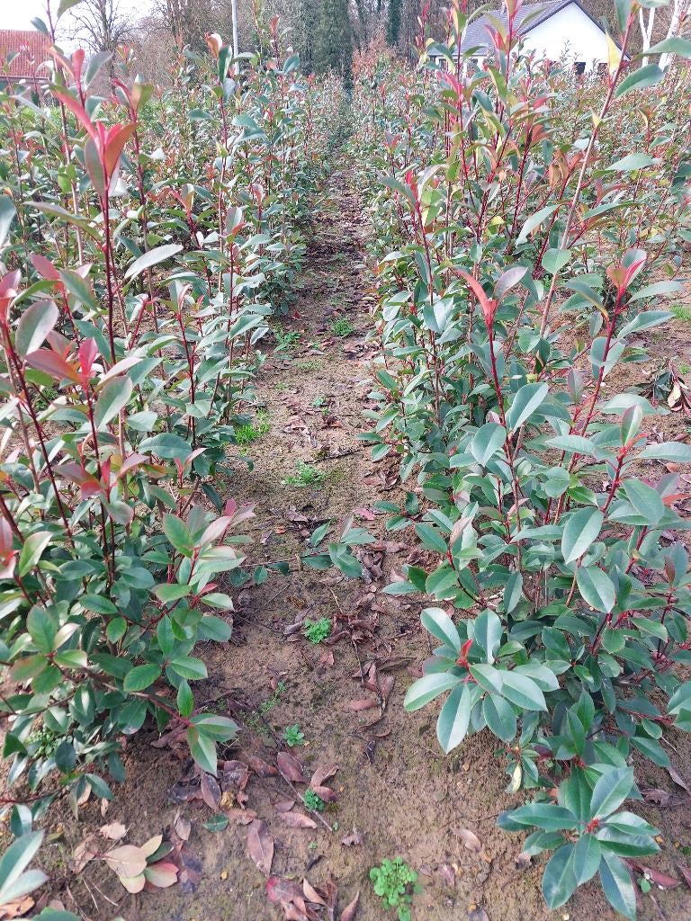Photinia red robin (haagplant), Tuin en Terras, Planten | Struiken en Hagen, Haag, Overige soorten, 100 tot 250 cm, Ophalen