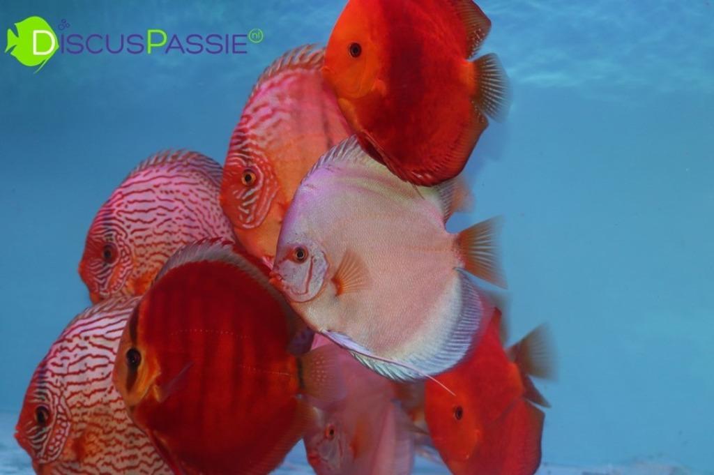 +++PRACHTIGE DISCUSVISSEN+++ Discus TOP Weissflog Piwowarski, Dieren en Toebehoren, Vissen | Aquariumvissen, Zoetwatervis, Vis