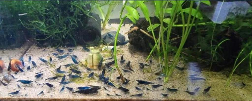 Blue Diamond garnalen, Kreeft, Krab of Garnaal, Zoetwatervis, Schoolvis