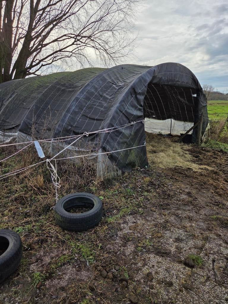 Weidegang 6000 m2 met schuiltent, Weidegang
