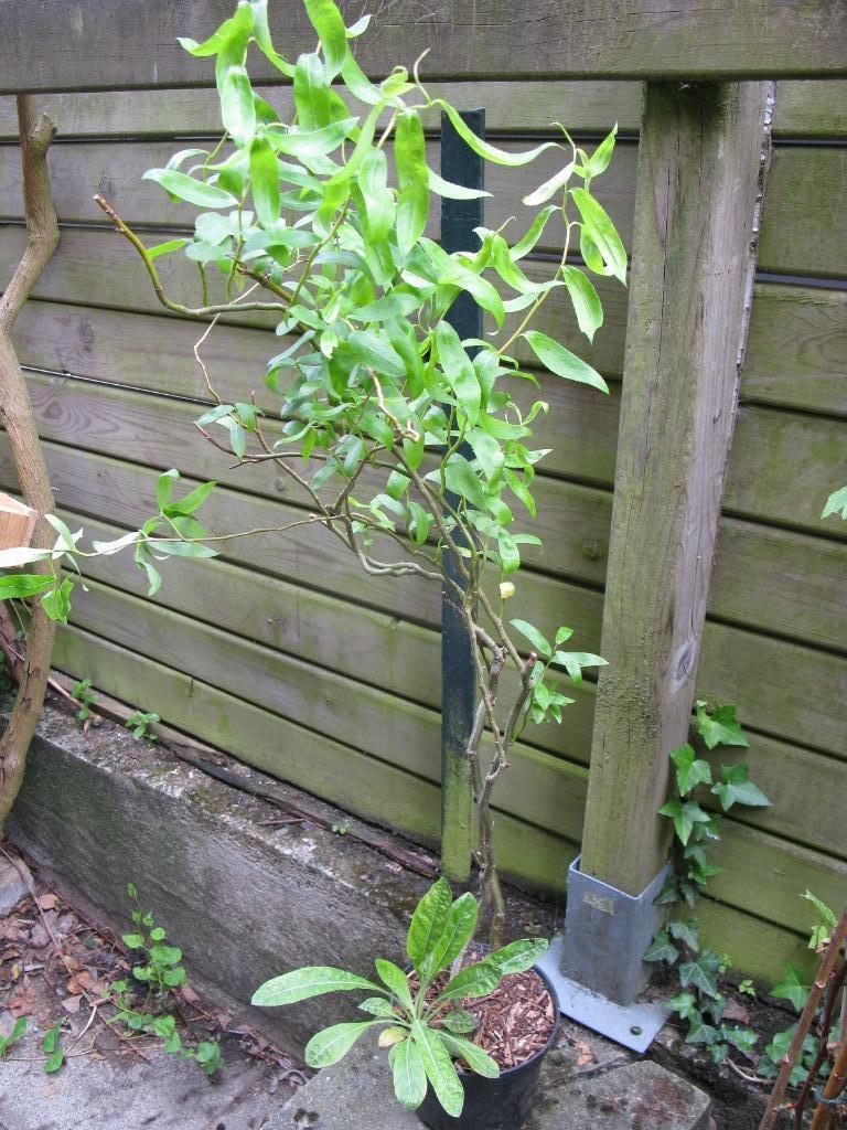 Petit saule tortueux - liquidation, Jardin & Terrasse, Enlèvement, Autres espèces, Arbuste, 250 cm ou plus