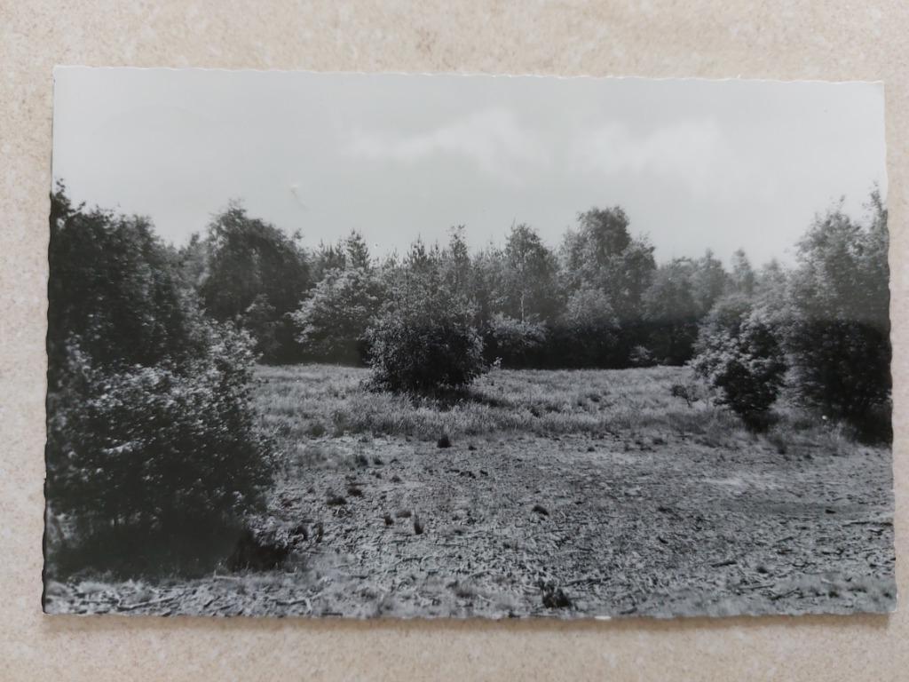 oude postkaart Koersel (Limburg), Envoi, Limbourg