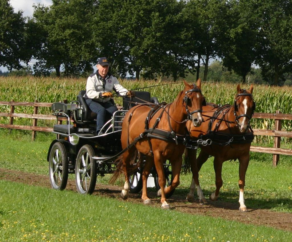 Tweespan AQHA paarden, Dieren en Toebehoren, Paarden, Minder dan 160 cm, Met stamboom, Ruin, Niet van toepassing