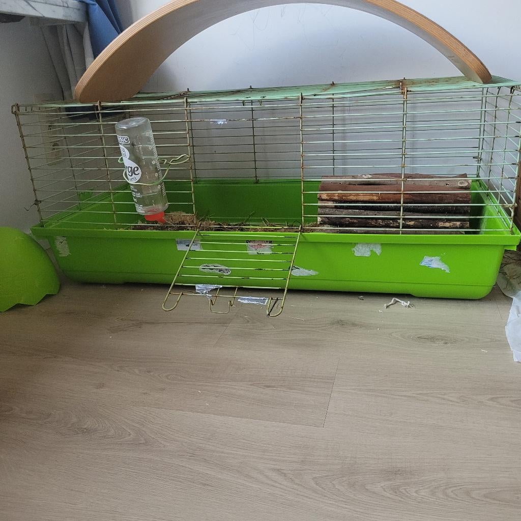 Lapin super mignon à vendre, Femelle, Nain, 0 à 2 ans