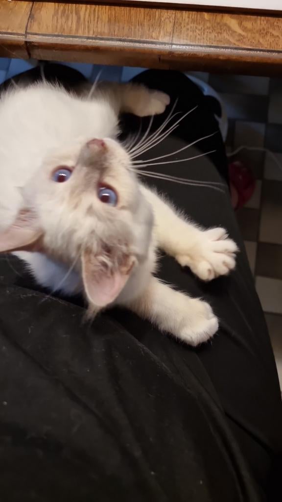 Heilige Birmaan kittens, opgroeiend in het gezin, Meerdere dieren, Met stamboom, 0 tot 2 jaar