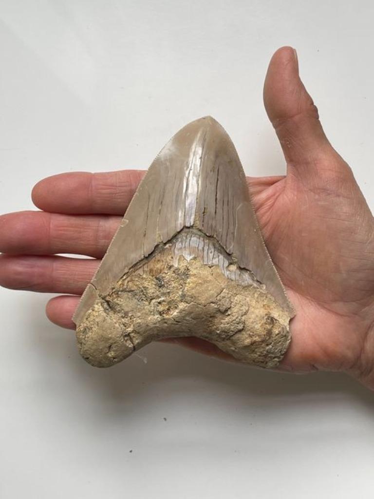 Énorme dent fossiles de requin megalodon 12,cm, Enlèvement, Fossile