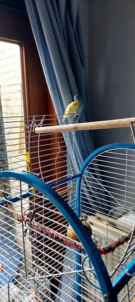 2 Dwergpapegaai mannetjes met kooi en toebehoren