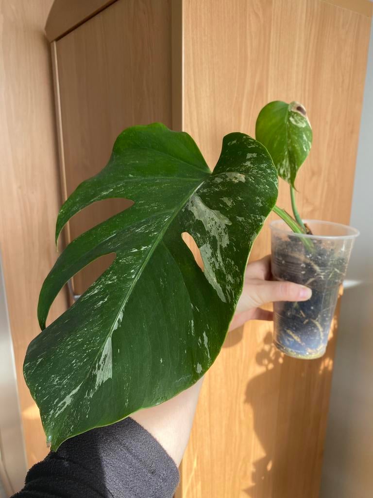 Monstera albo deliciosa #8, Huis en Inrichting, Kamerplanten, Ophalen of Verzenden