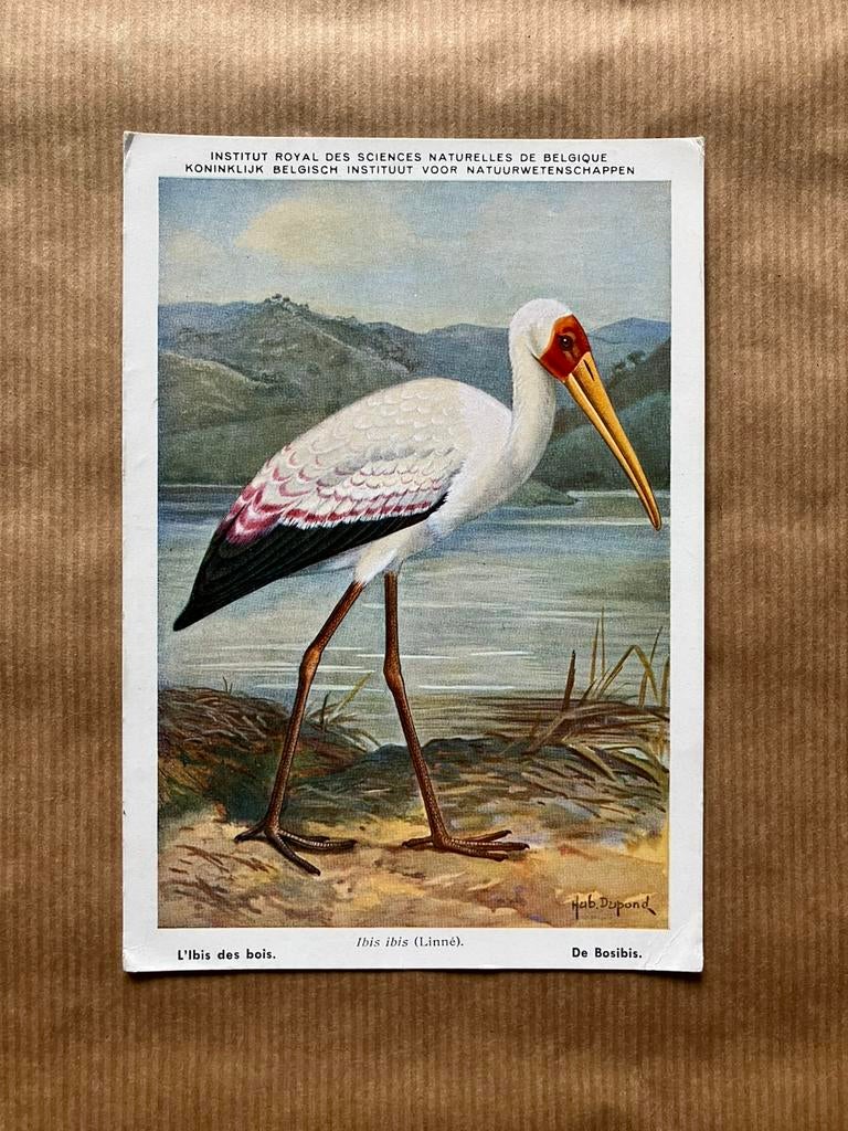 Beschermde Vogels in Belgisch Congo Nr. 6 Bosibis, Verzamelen, Ophalen of Verzenden, Ongelopen, Vogel