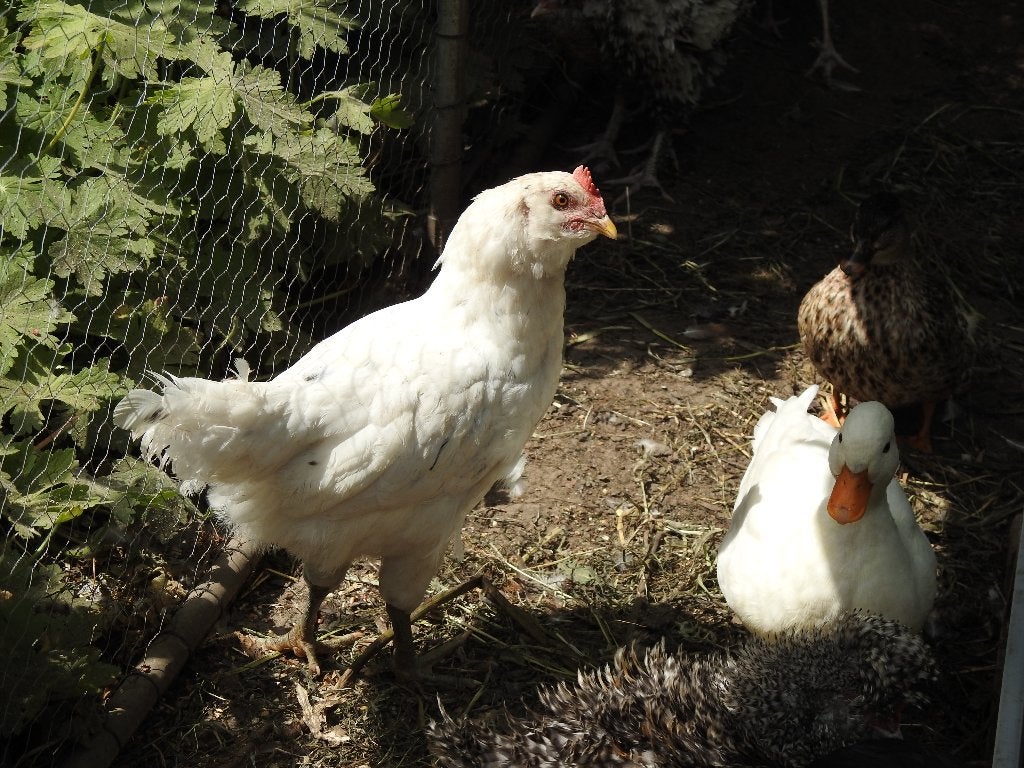 Kipjes, Dieren en Toebehoren, Pluimvee, Meerdere dieren, Kip