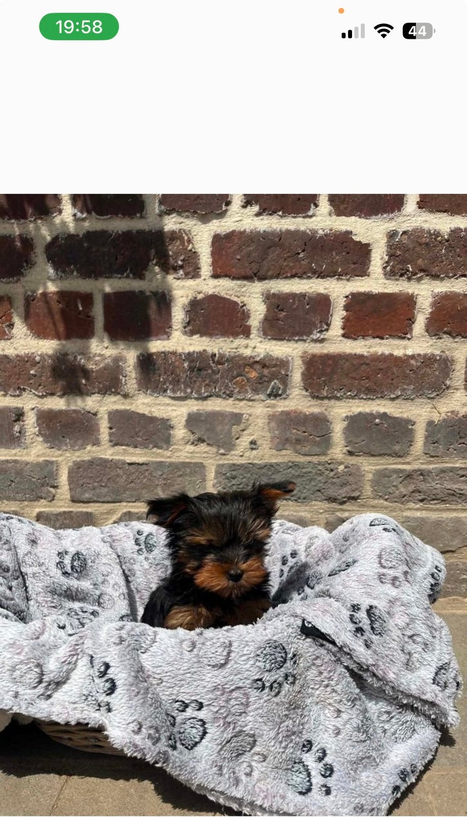 Yorkshire pupje zoekt nog een leuke thuis, Animaux & Accessoires, Particulier, Yorkshire Terrier, Chien (mâle), Hépatite contagieuse (maladie de Rubarth)