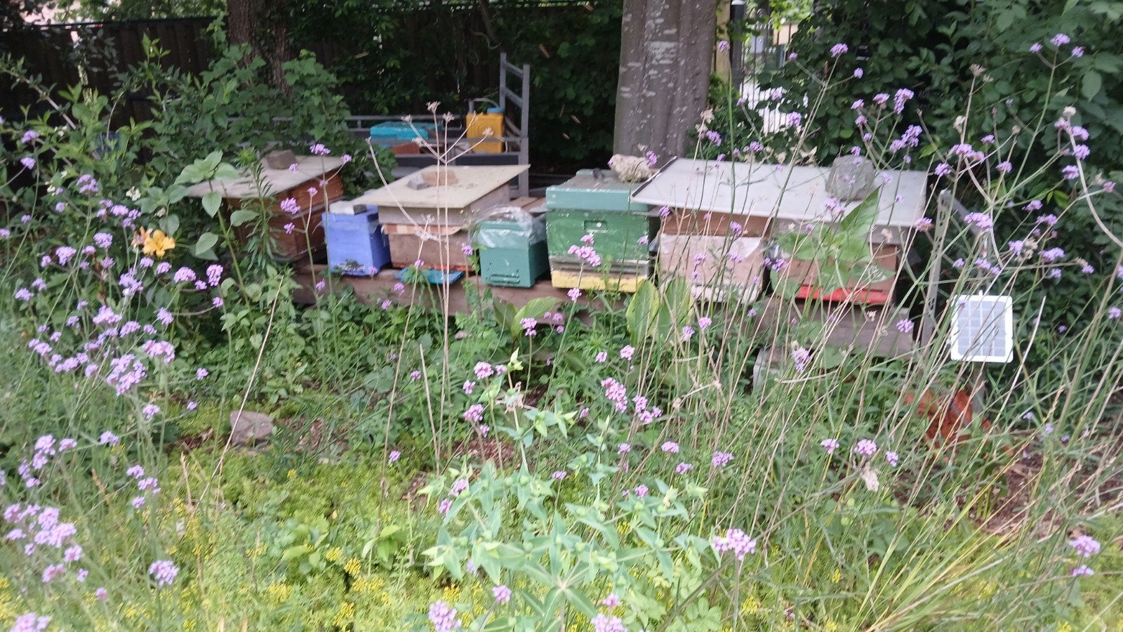 Bijenvolken met bijenkast simplex, Dieren en Toebehoren