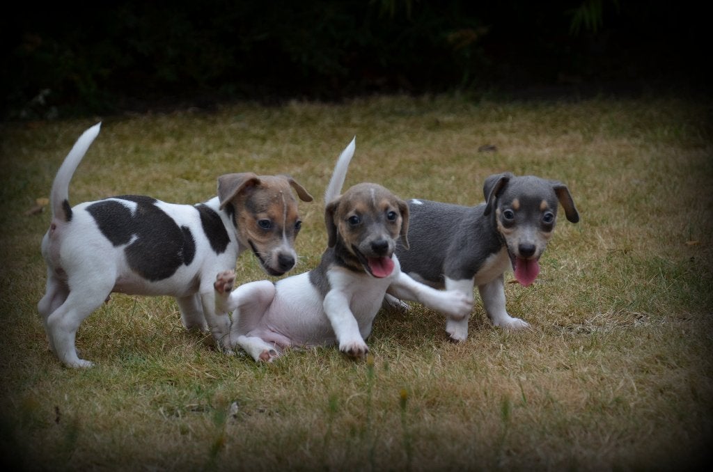 Jack Russell pups blauw lilac, Dieren en Toebehoren, België, Jack Russell Terriër, CDV (hondenziekte), 8 tot 15 weken