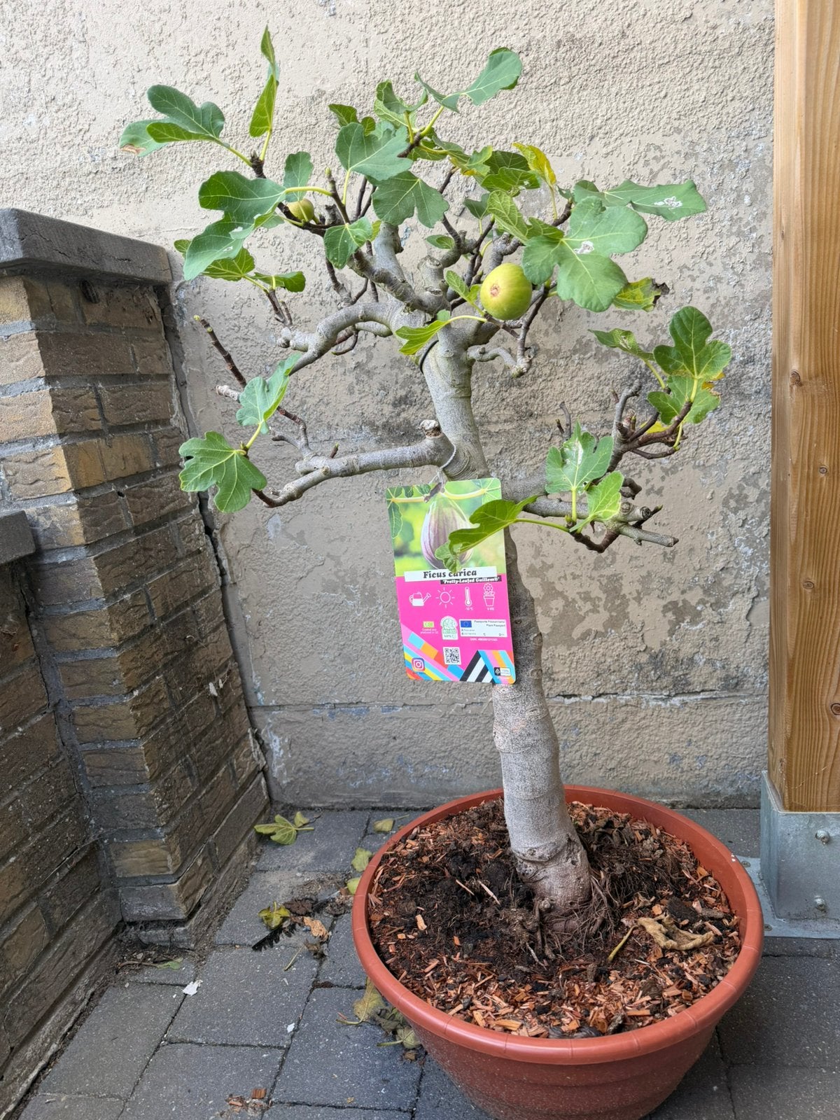 Zeldzame Bonsai Vijgenboom Ficus carica te koop -, Tuin en Terras, Ophalen