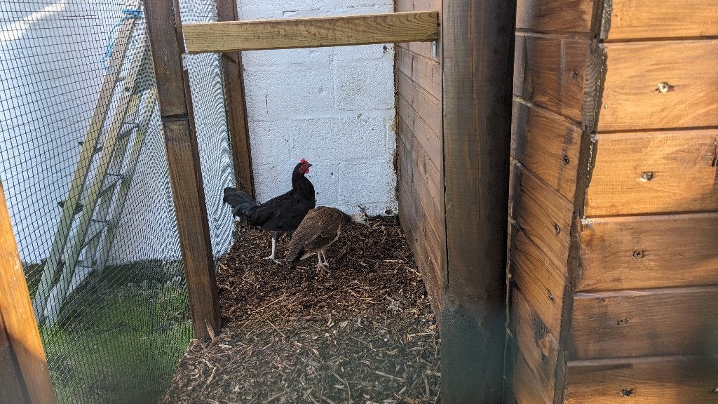 Coq, Animaux & Accessoires, Mâle, Poule ou poulet